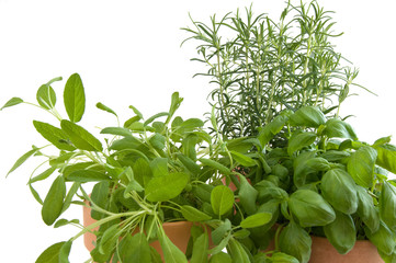 Salbei, Basilikum und Rosmarin