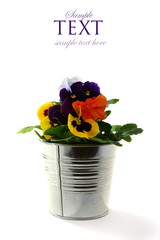 Multicolor Pansies in zinc bucket on a white background.