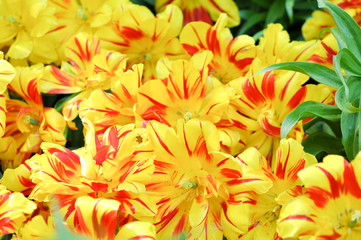 Fototapeta premium yellow Tulips