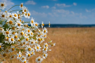 White bouqet of camomile in front of wheat field
