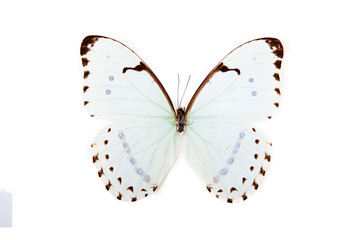 White and black butterfly Morpho catenarius
