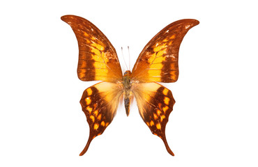 Fototapeta na wymiar Brown and orange butterfly Meandrusa payeni