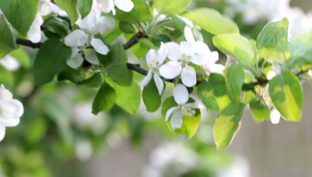 rosaceae