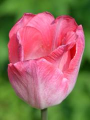 belle tulipe rose