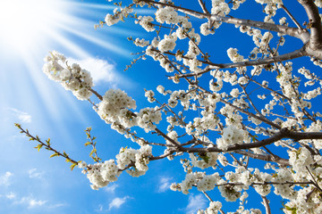 Un jour de printemps