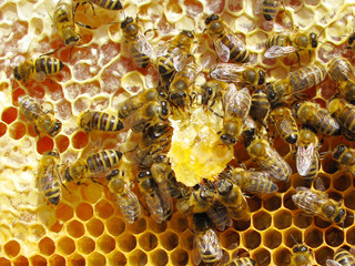 Bees eating honey inside beehive. Close up macro.