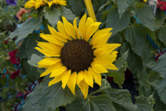 shot of sunflower on  background of leaves