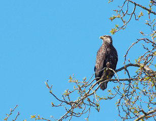 Golden Eagle (Aquila Chrysaetos)