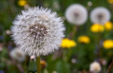 Pissenlits dans un champ