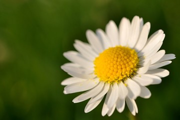 Daisy with blured green in background