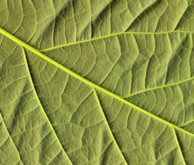 Avocado leaf