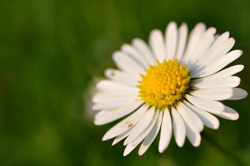 Fototapeta premium Daisy blossom on right side