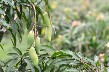 mangoes hanging on a tree