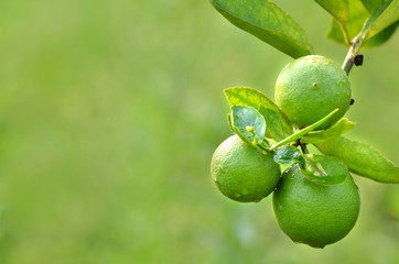 lime on a tree