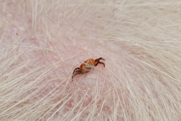 Gemeiner Holzbock - Zecke (Ixodes ricinus)