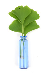 gingko