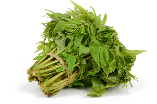 toona sinensis
