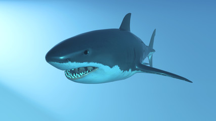 Great White Shark, Head-on