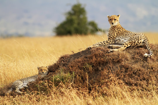 Fototapeta Cheetah with cub on the Masai Mara in Kenya