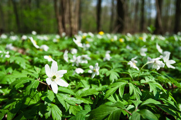 White anemones in forest