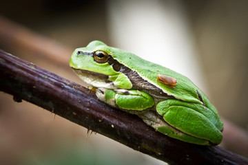 Small green frog on a twig