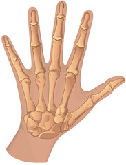 bones in human hand