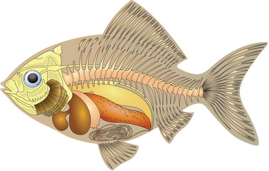 cross section fish anatomy