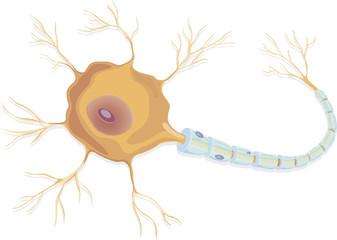 nerve cell