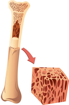 bone cross section