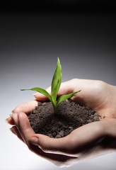 sprout in woman hand