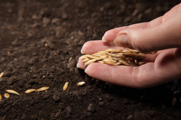 sowing seed