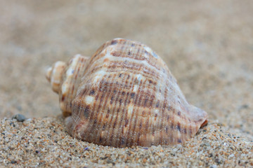 Conch shell on a sandy beach. Macro photo.