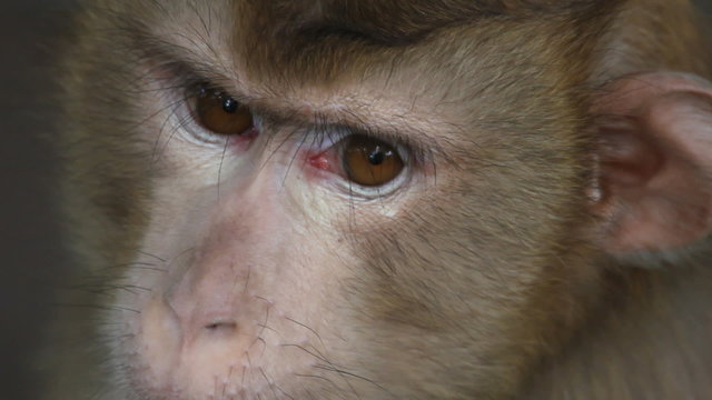 Slavery, monkey in Thailand