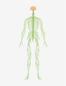 Nervous System