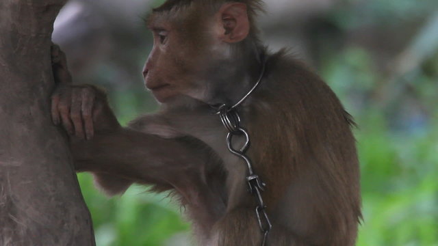 Slavery, monkey in Thailand