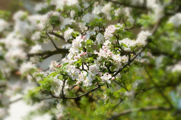 Apfelblüte (Vignette)