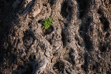 Olive tree bark