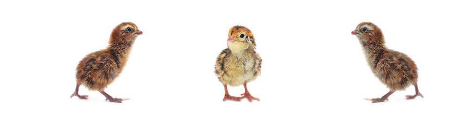chickens of quail