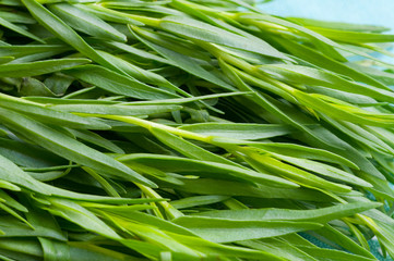 bunch tarragon, used in cooking and medicine plants