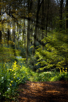 Forestpath in spring with flowers and sunrays
