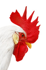 white rooster with red crest