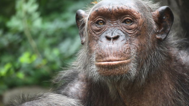 gorilla