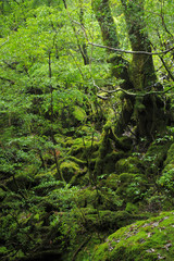 屋久島