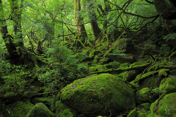 屋久島