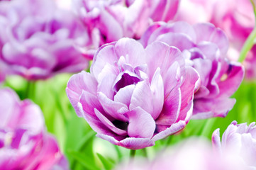 Obraz premium Tulips