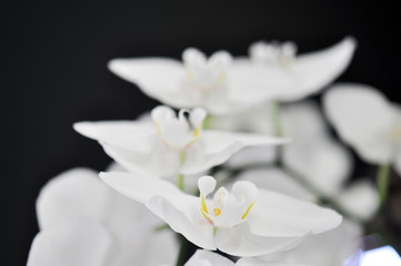 Orchidee