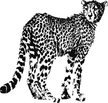 Leopard, big cat shaped from black spots - optical illusion. Illustration on white background.