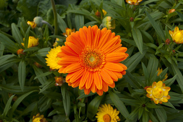 Summer orange flower