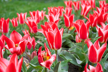 Tulpen