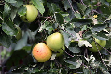 cluse up of apples in a apple tree